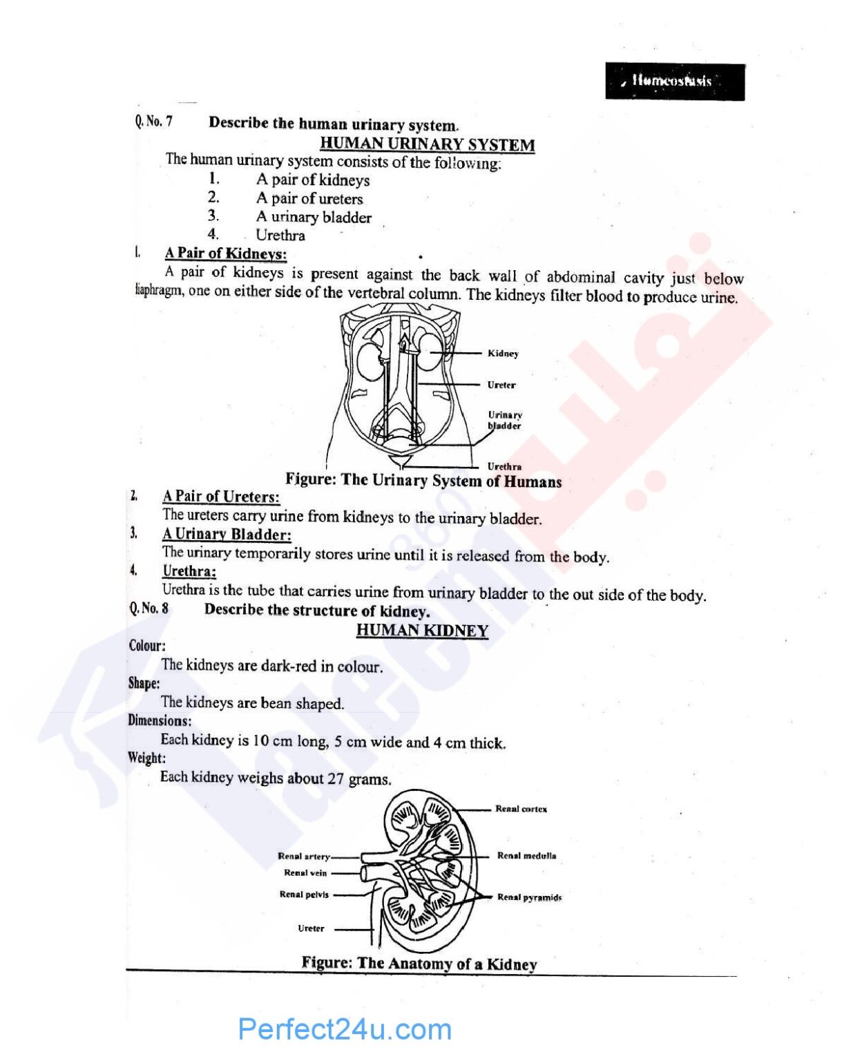 Homeostasis Biology Notes Cha 2 Grade X For Sindh Board